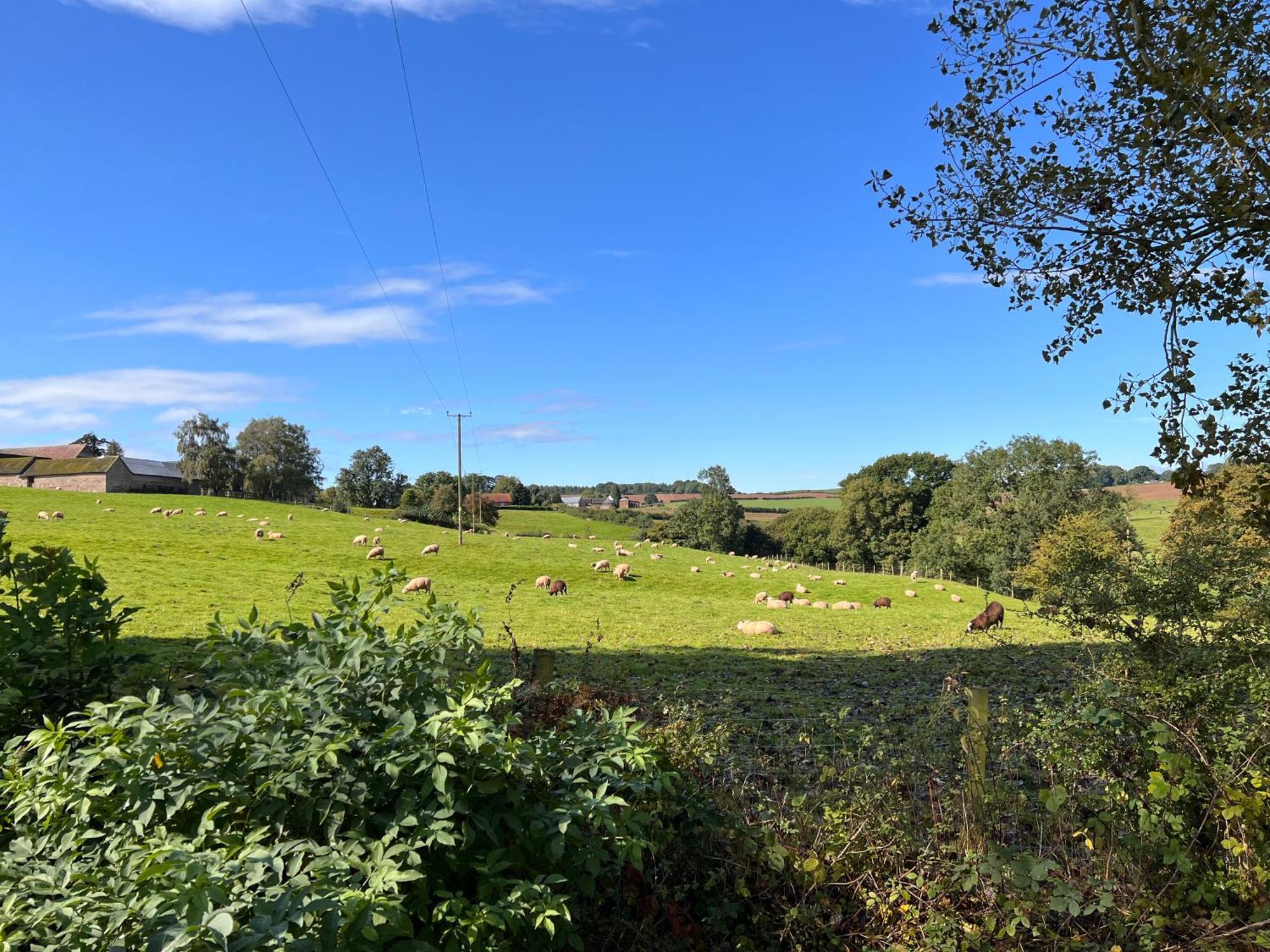 Beautiful Cabins In Herefordshire Countryside Exterior foto